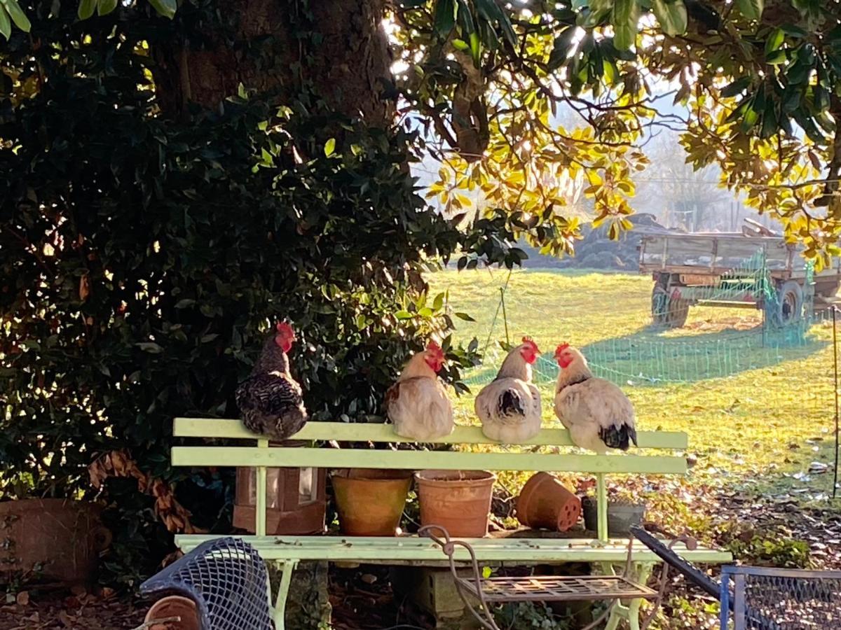 Suite Campagnarde Pres Bordeaux, Vue Sur Les Vignes Au Chateau Camponac Bourg-sur-Gironde Esterno foto